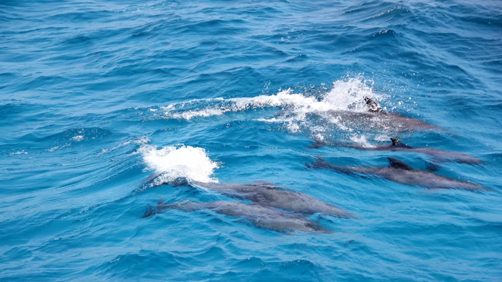 Dolphin House snorkeling trip from Hurghada