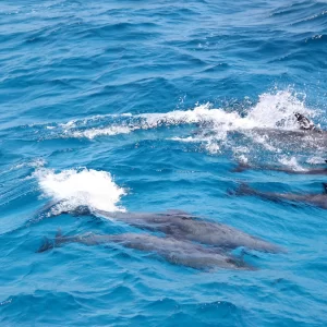 Dolphin House snorkeling trip from Hurghada